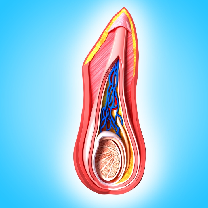 Reproductive Scrotal layers